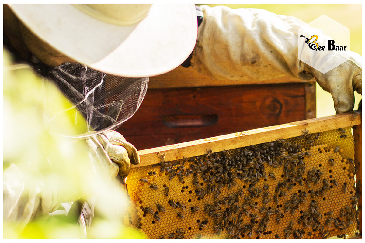 beekeeping Supplies